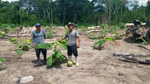 Platano Musa