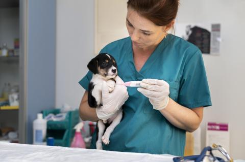 auxiliar_veterinario