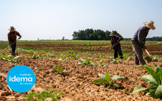 Agricultores trabajando en equipo en un campo cultivado, representando el esfuerzo del trabajo rural en comunidad.